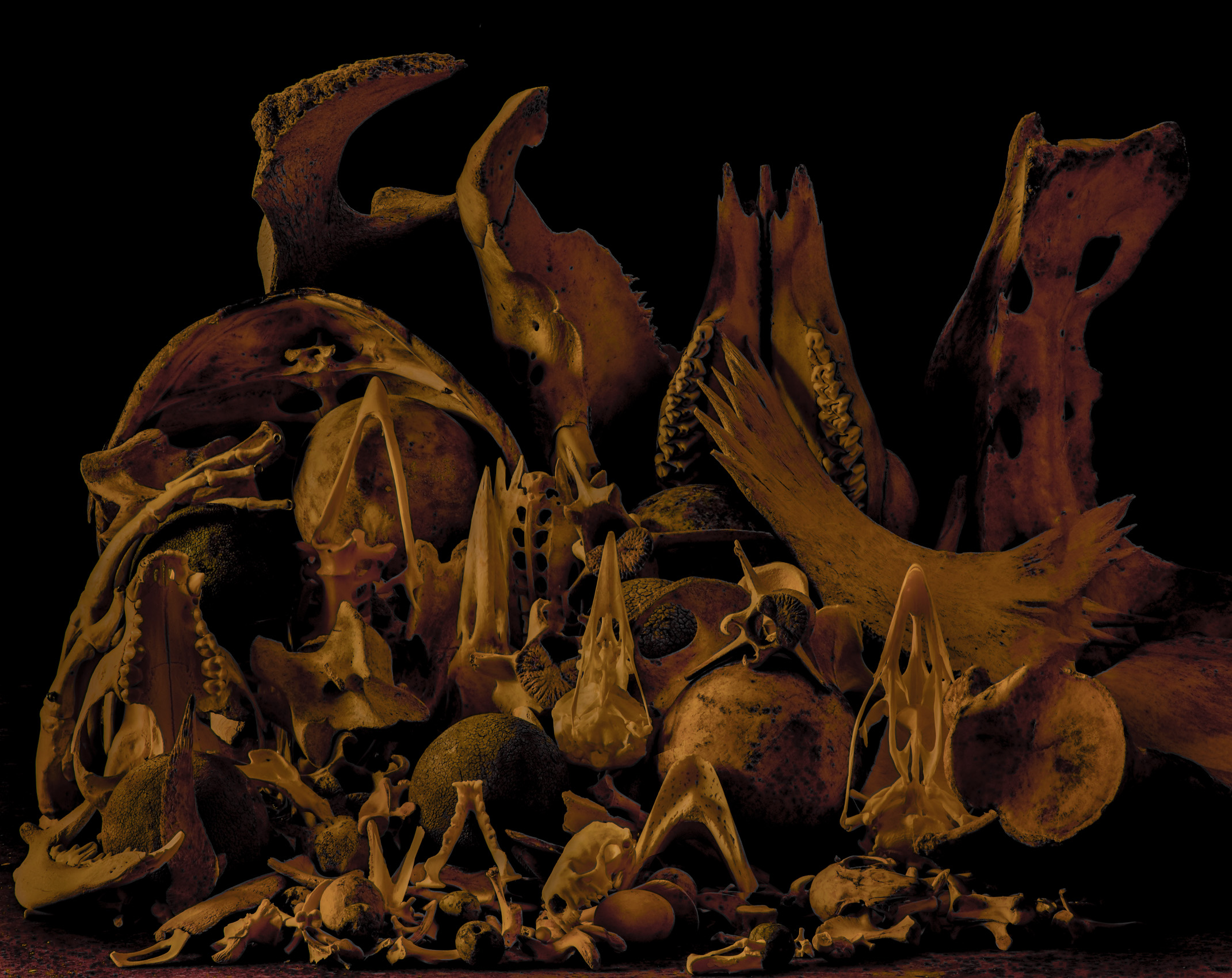 BONES01ltr