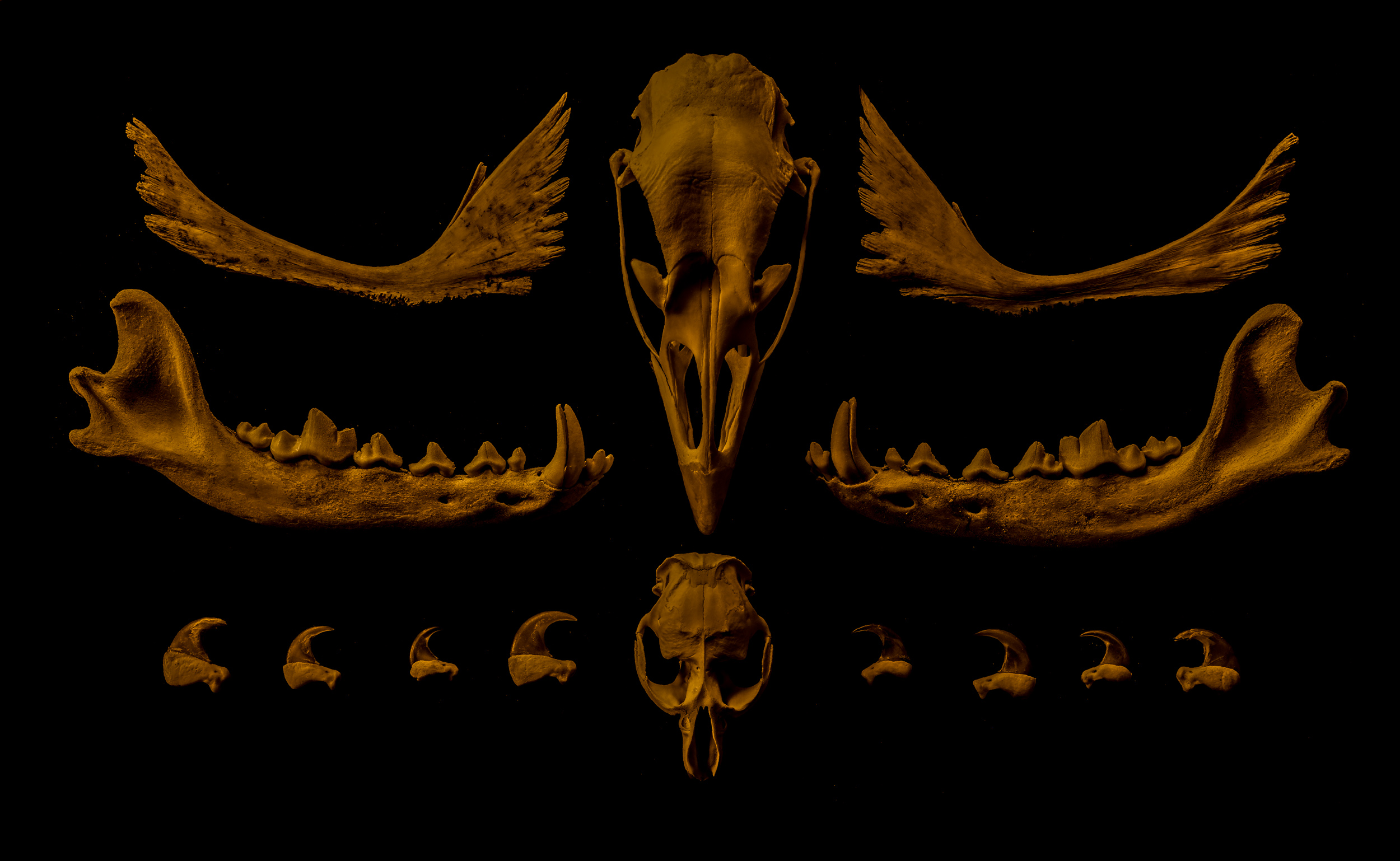 BONES03