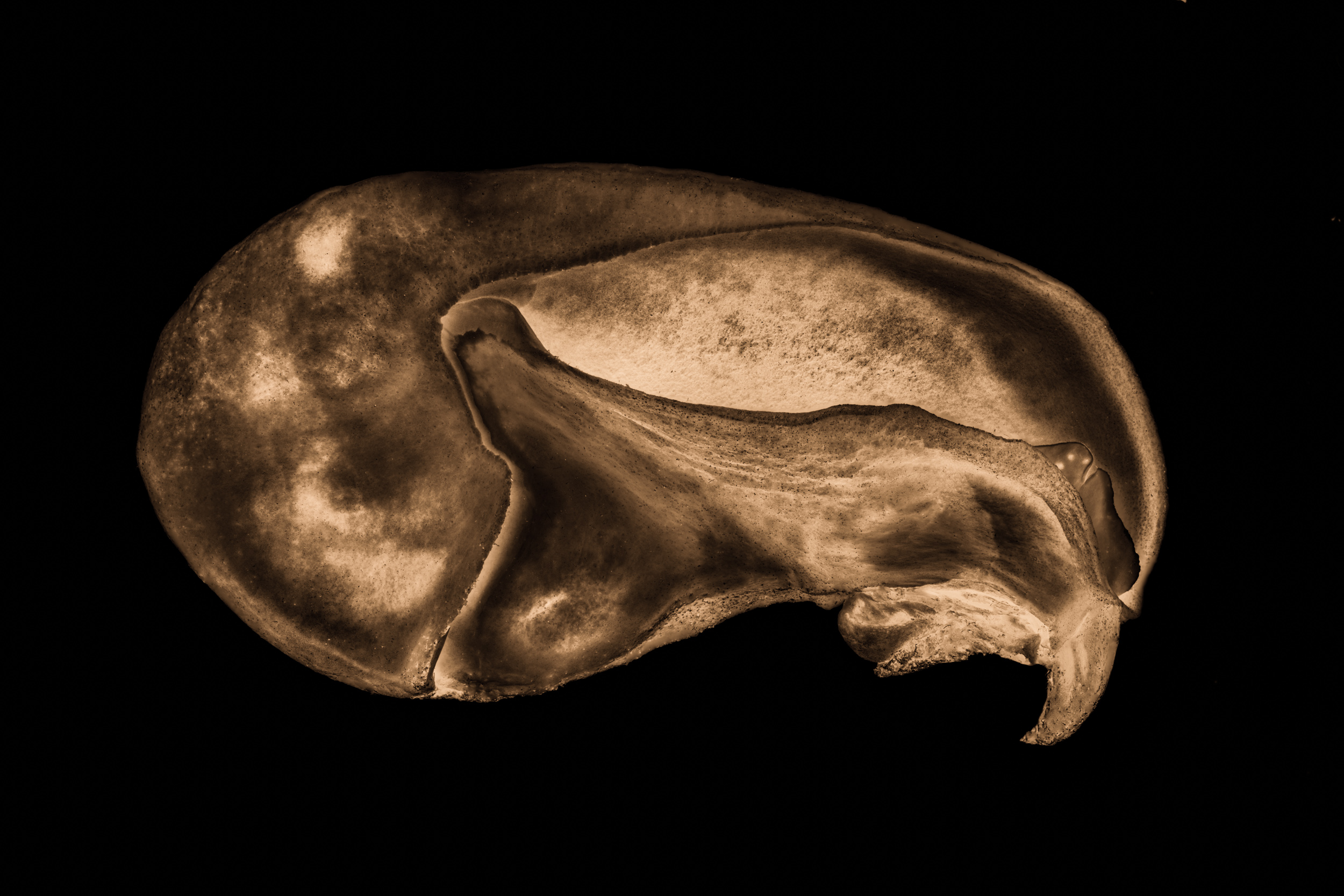 ORGANISMS05